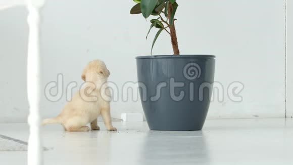 拉布拉多小狗坐在房间的一朵大花附近视频的预览图