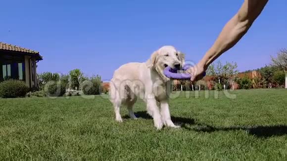漂亮的白狗留着一个小圆圈和一个穿着邋遢的人玩视频的预览图