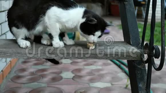饥饿的家养或无家可归的黑白猫有食欲吃一块肉或其他猎物在台阶上视频的预览图