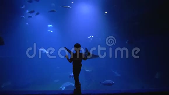 小男孩在一个巨大的海洋馆的玻璃后面探索大海的美丽和它的居民视频的预览图