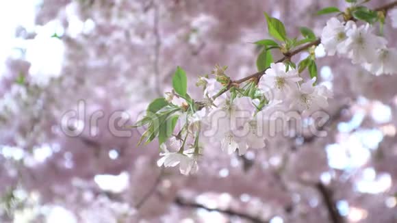 小樱花树的枝近视频的预览图