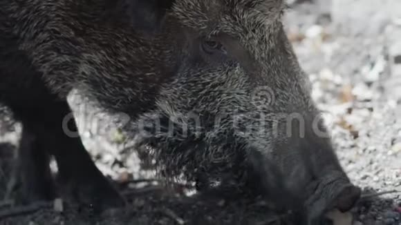 中欧野猪苏斯克鲁法视频的预览图