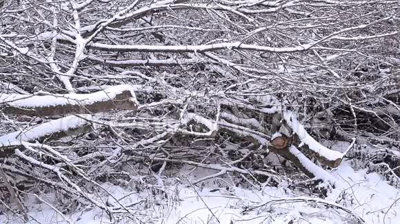 冬天的乡村树视频的预览图