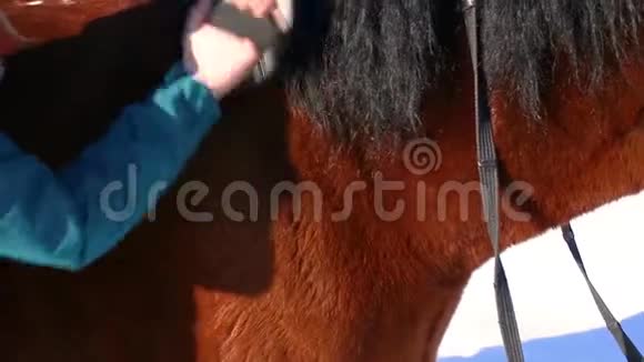 女孩从头发尘土中拂过马的腿视频的预览图
