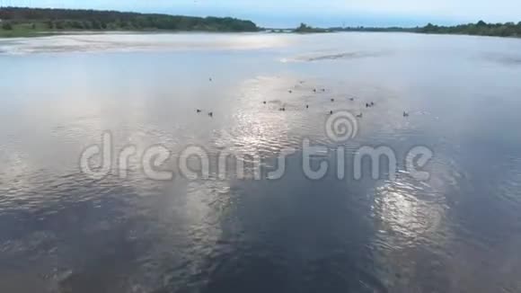 空中河景飞在达加瓦的鸭子上方美丽的自然水景傍晚视频的预览图