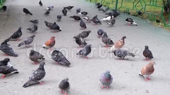 人行道上有许多灰蓝色的鸽子快关门视频的预览图