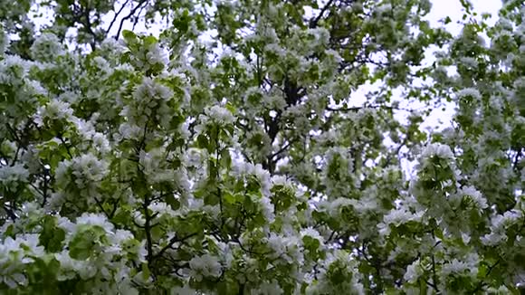 一棵美丽的苹果树开着大大的白花视频的预览图