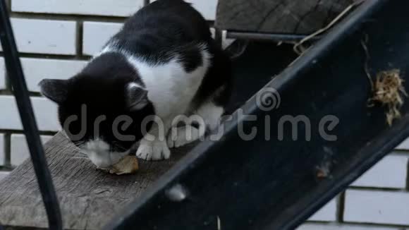 饥饿的家养或无家可归的黑白猫有食欲吃一块肉或其他猎物在台阶上视频的预览图
