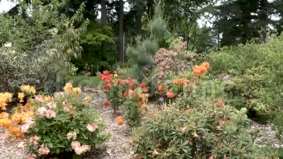 植物园桃橙杜鹃视频的预览图