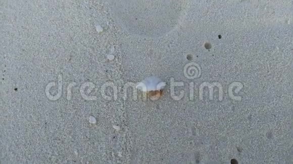 寄居蟹在沙滩上奔跑视频的预览图