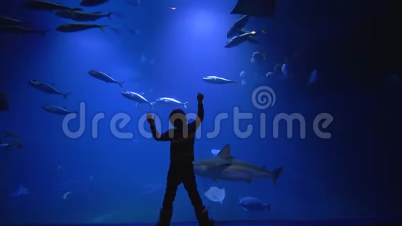 生态鱼在水族馆游泳小男孩羡慕地看着动物园里的海底世界视频的预览图