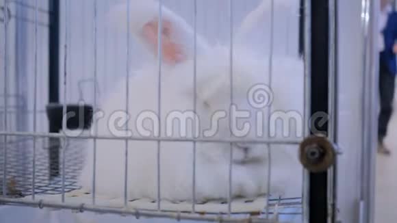 野生白安哥拉兔在笼中农业动物展览市场视频的预览图