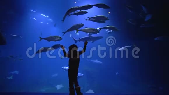 海洋馆里好奇的小游客羡慕地看着不同的鱼在水里游来游去视频的预览图