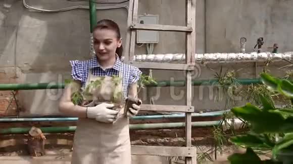 女园丁走在温室里选择一个地方种树苗视频的预览图