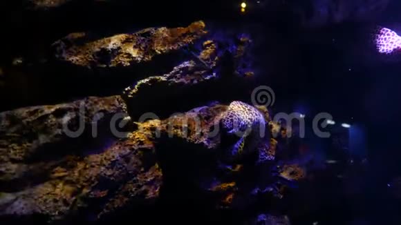 鱼缸里的海鳗水族馆装饰鱼缸里的鳗鱼视频的预览图