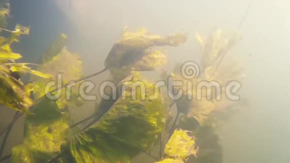 水下河流景观与藻类视频的预览图
