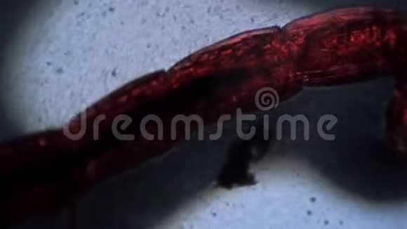 蚊子幼虫摇蚊科在显微镜下的脏水特写镜头中移动视频的预览图