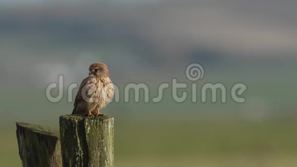 一只猎隼猎鹰在一个刮风的日子里栖息在一个木制的栅栏柱上视频的预览图