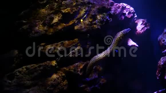 鱼缸里的海鳗水族馆装饰鱼缸里的莫雷艾尔视频的预览图