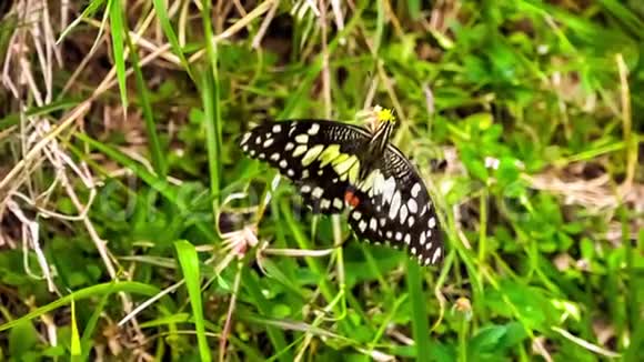 灰蝶栖息在田野的花朵上视频的预览图