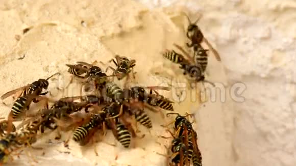 一群黄蜂视频的预览图