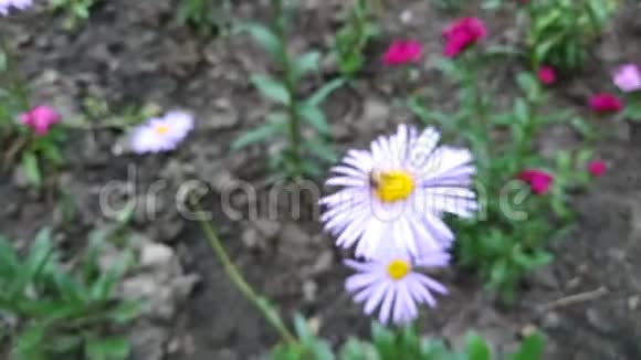 在麦可马斯雏菊紫菀阿米勒斯丛中饲喂普通蜜蜂视频的预览图