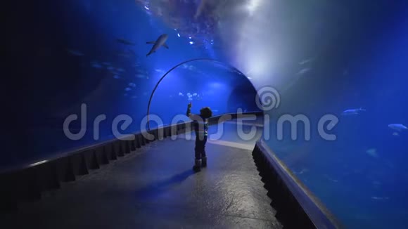 小男孩走在水族馆的隧道里羡慕地看着不同的鱼在水里游泳视频的预览图
