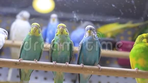 关在笼子里的五彩鹦鹉视频的预览图