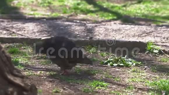 鸽子在公园里靠近树木视频的预览图