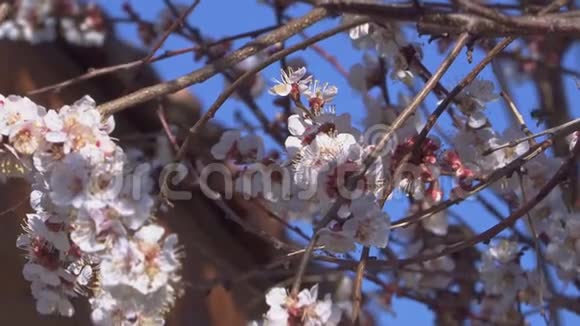 杏树开花蜜蜂在背景上的花朵附近飞翔视频的预览图