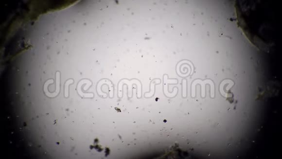 新鲜水显微镜下的红外线视频的预览图