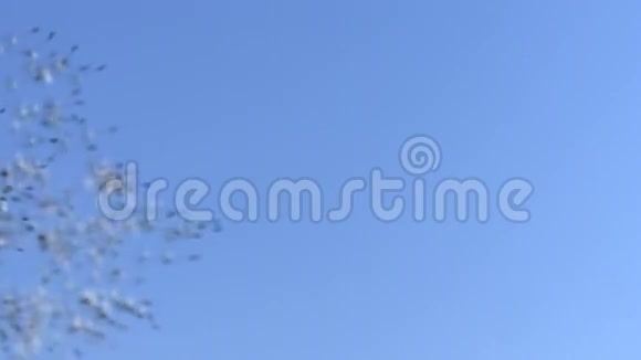 普通蒲公英蒲公英钟种子被风吹散蓝天视频的预览图