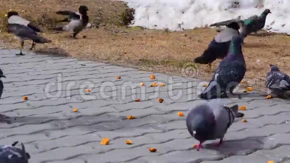 巨大的灰色乌鸦和鸽子啄食地面和人行道上的面包屑视频的预览图