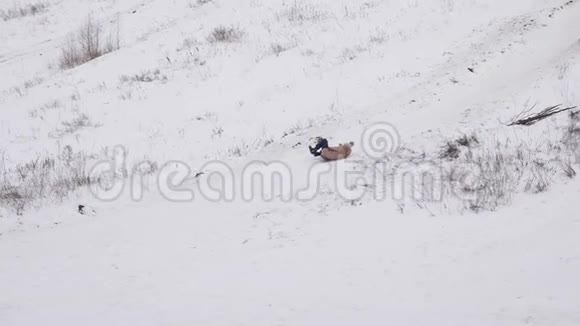 女孩在雪碟上从高高的雪山上翻滚圣诞节在寒冷的日子里举行雪的运动会视频的预览图
