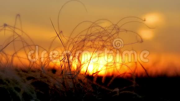 匈牙利春季草地上美丽的日落光线下的Stipa植物视频的预览图