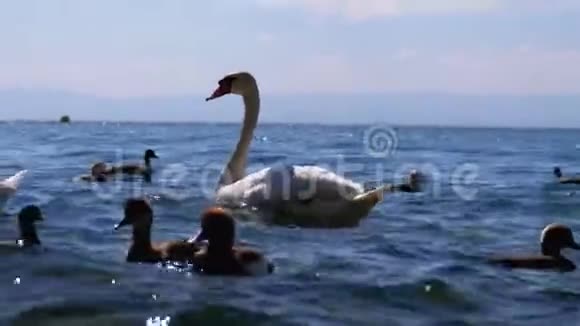 巨大的白天鹅和鸭子在清澈的湖水中游泳瑞士视频的预览图