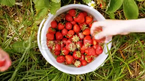 孩子们摘草莓放在桶里视频的预览图