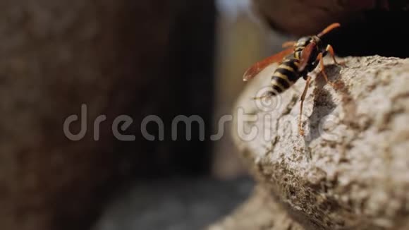 一只黄蜂在石头上特写一只黄蜂躺在石头上伸直它的身体爪子4k视频视频的预览图