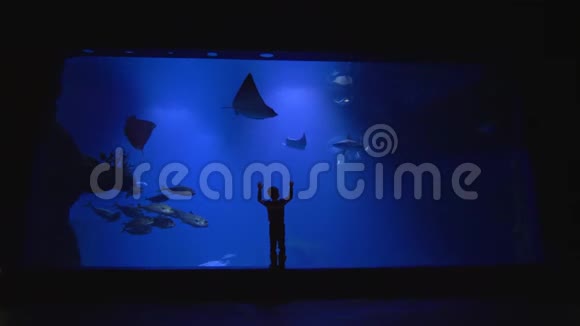 小男孩在大型水族馆研究水下世界黄貂鱼鲸鲨和鱼群视频的预览图
