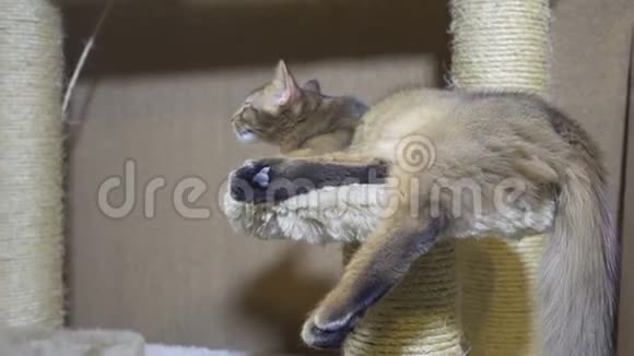 成年猫湄公河短尾和小猫索马里睡在猫的综合体视频的预览图