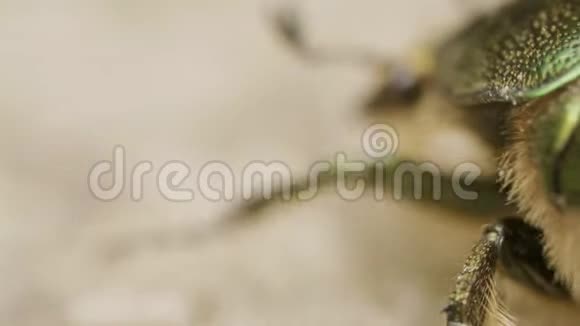 红杉玫瑰花蓝绿色和金色甲虫在棕壤视频的预览图