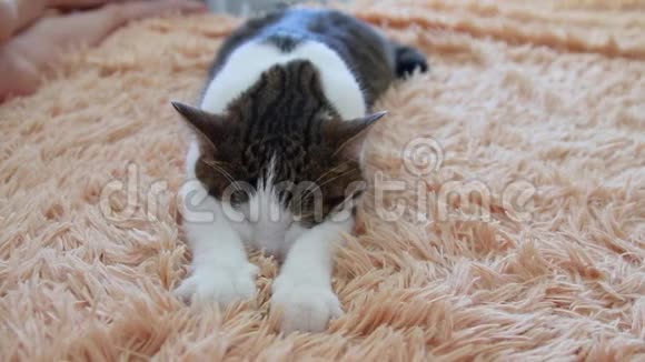 休息和睡眠的概念小毛猫爪子特写一只斑纹灰猫正在用毯子的爪子按摩视频的预览图