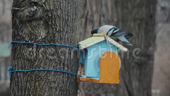 城市鸽子在鸟屋的屋顶上拍打翅膀一只鸟被绑在树干上早寒的春天树皮背景视频的预览图