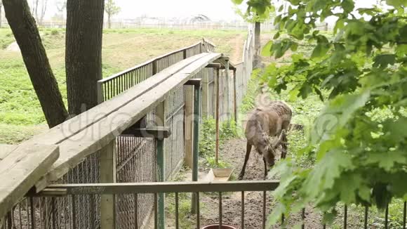 动物园里的鹿掉了一只新的鹿它的皮肤脱落了它是自然界的动物有角的视频的预览图