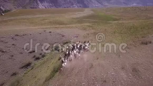 山羊在俄罗斯阿尔泰地区的田野上放牧和奔跑高空观景高地视频的预览图