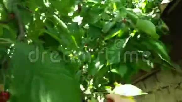 农民男性手采摘樱桃水果樱桃树有机果园视频的预览图