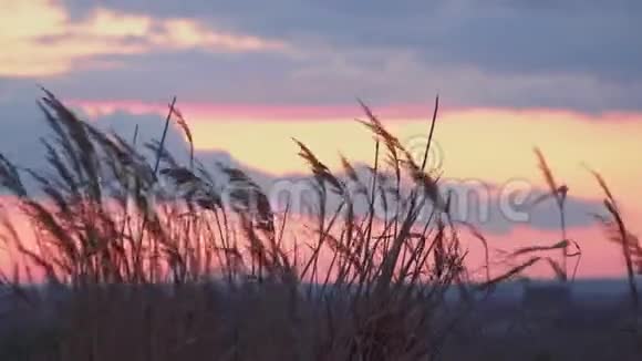 日落时分芦苇在美丽的天空中随风摇摆视频的预览图