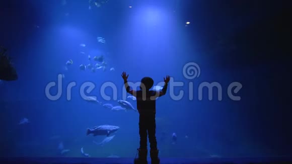 许多鱼在水族馆里游泳有光线深海世界视频的预览图