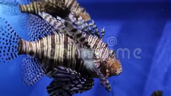 海洋生物的水下世界海洋馆周围有各种外来的海洋居民鱼类视频的预览图