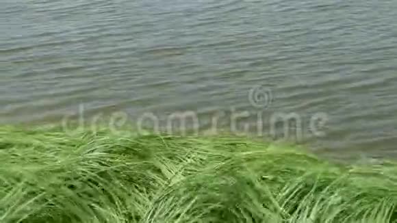 湖畔的绿草如茵视频的预览图
